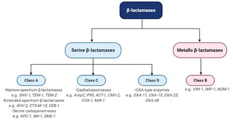 beta lactamase positive h flu|Beta.